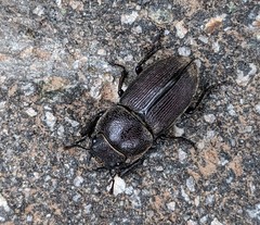 Dorcus brevis