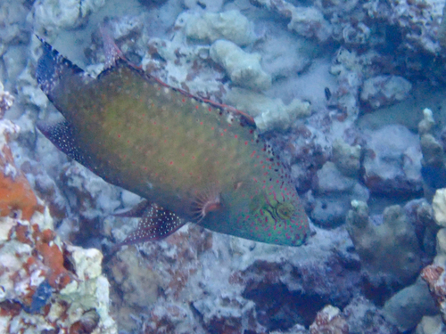 Cheilinus chlorourus observed 2026-10-16