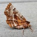 Kent's Geometer Moth - Photo (c) joannerusso, some rights reserved (CC BY-NC), uploaded by joannerusso