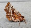 Kent's Geometer Moth - Photo (c) joannerusso, some rights reserved (CC BY-NC), uploaded by joannerusso