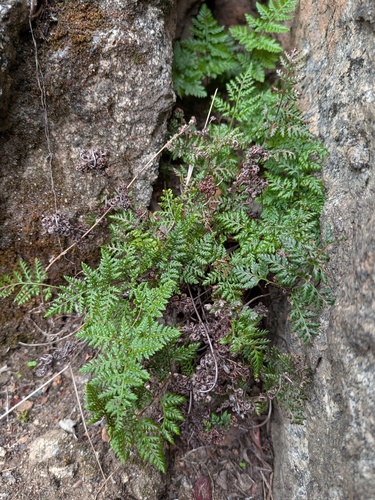 Aspidotis californica, 2026-10-17