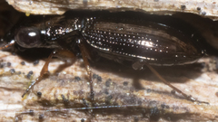 Notiophilus aeneus