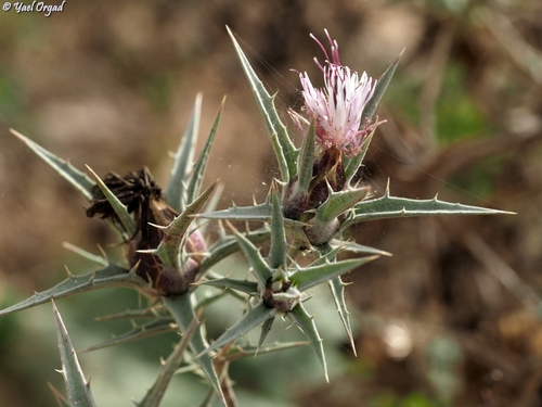 Slender Safflower