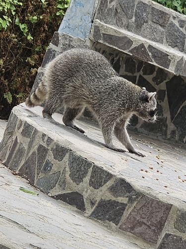 Mapache observed by hector_manuel59207