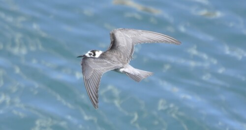 iNaturalist image