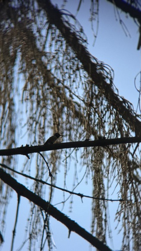 Anna's Hummingbird observed by davidrxe