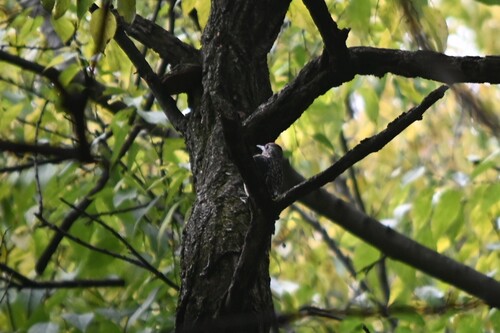 Yellow-bellied Sapsucker observed by taylorjoanne