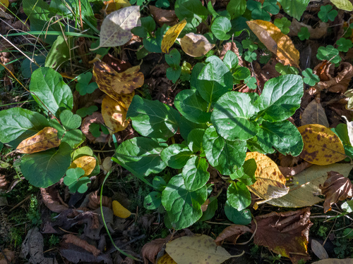 lesser wintergreen