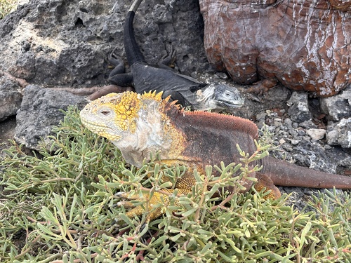 Conolophus subcristatus, 2026-10-17