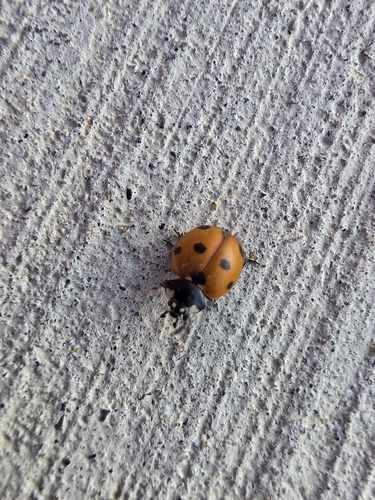 Seven-spotted Lady Beetle