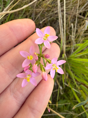 Centaurium erythraea observed 2026-10-17