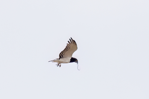 iNaturalist image