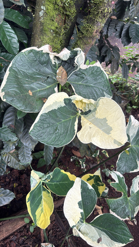 Xanthosoma sagittifolium observed 2026-10-17