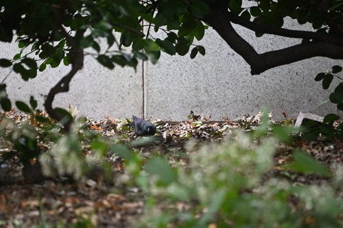 Common Grackle observed by taylorjoanne
