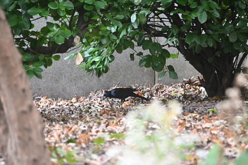 Common Grackle observed by taylorjoanne