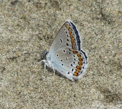 Plebejus argyrognomon
