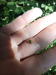 Polydrusus formosus