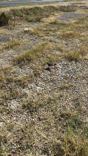 Killdeer observed by koraschutt