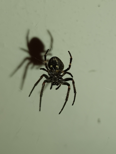 Walnut Orbweaver