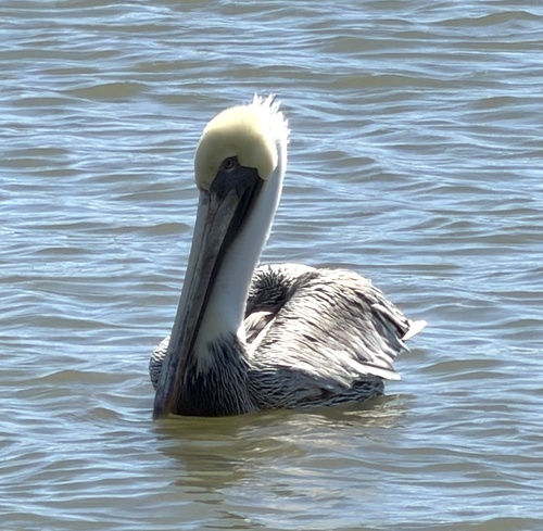 Eastern Brown Pelican observed by northcut1