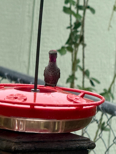 Anna's Hummingbird observed by adley_jane