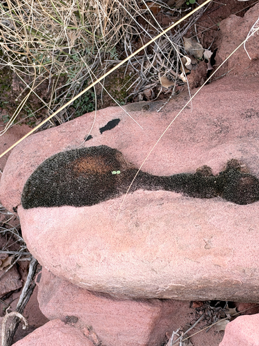 Grimmia laevigata observed 2026-10-17