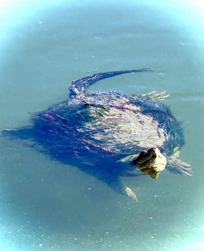 Common Snapping Turtle observed by inhat83