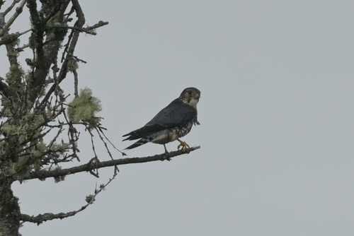 Taiga Merlin observed by angelamac