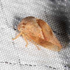 Cyrtolobus fuliginosus