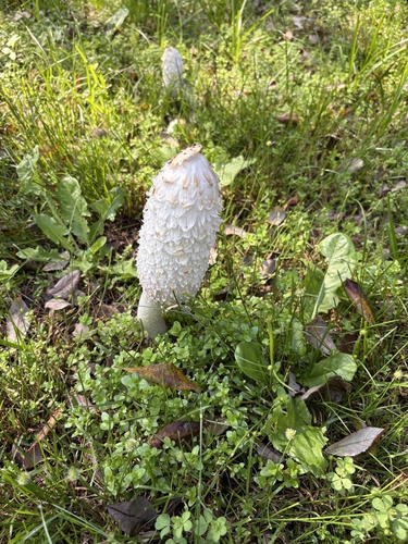 Shaggy Mane