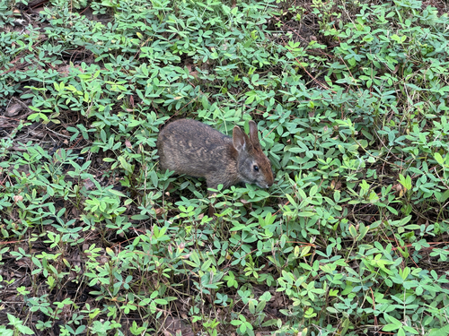 Marsh Rabbit observed by naturalobserver528