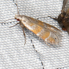 Battaristis vittella