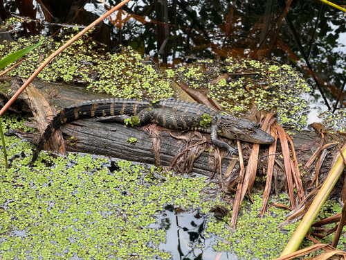 American Alligator observed by pkondrashov