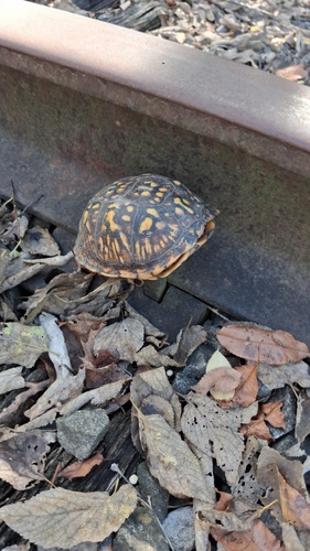 Eastern Box Turtle observed by coffeealso