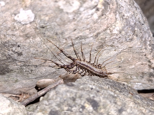 House Centipede