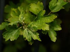 Ribes alpinum