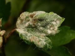 Podosphaera mors-uvae