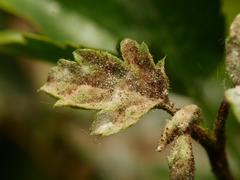 Podosphaera mors-uvae