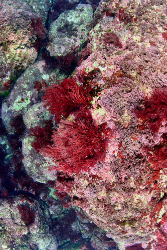 Sphaerococcus coronopifolius observed 2026-10-11