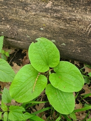 Smilax ecirrhata