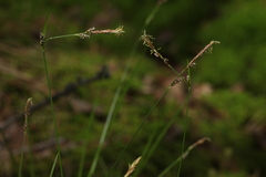Carex globularis