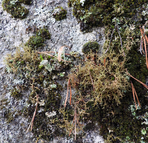 Cetraria muricata observed 2026-10-17