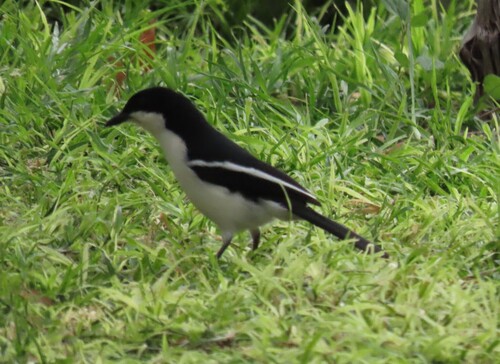 iNaturalist image