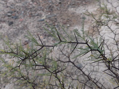 Prosopis alpataco