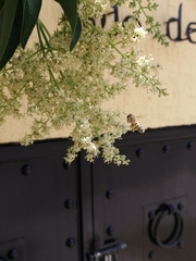 Apis mellifera