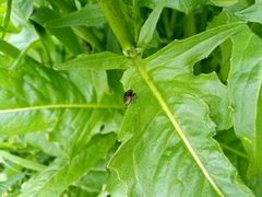 Eurydema oleracea