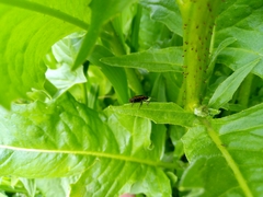Eurydema oleracea
