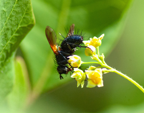 Zophomyia temula, photo 6 of 10
