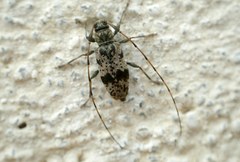 Leiopus femoratus