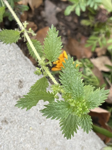 Dwarf Nettle